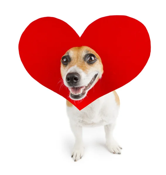 Romantic dog — Stock Photo, Image