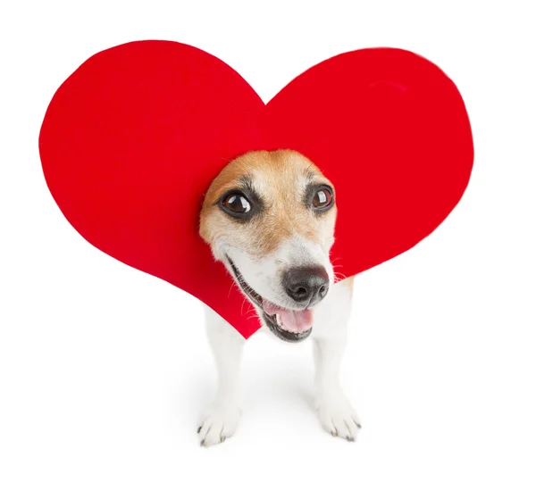 Romantic dog — Stock Photo, Image