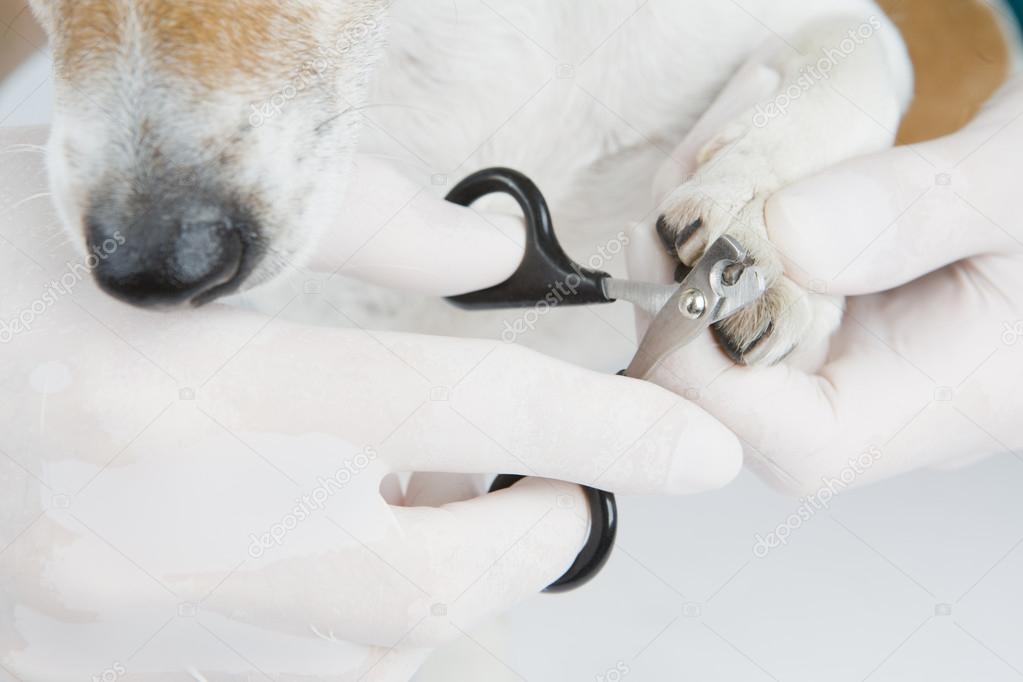 Trimming dog claws.