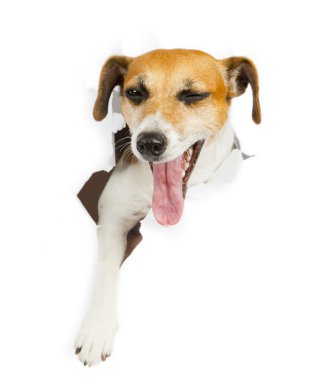 güzel köpek ve afiş