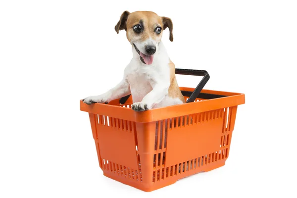 Dog jack russell terrier sentado em um carrinho de compras — Fotografia de Stock