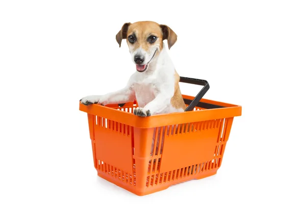 Perro gato russell terrier sentado en un carrito de compras — Foto de Stock