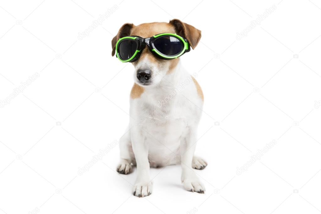 Cool dog with glasses