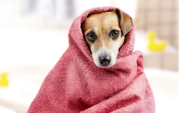 Badet tvättade hunden — Stockfoto