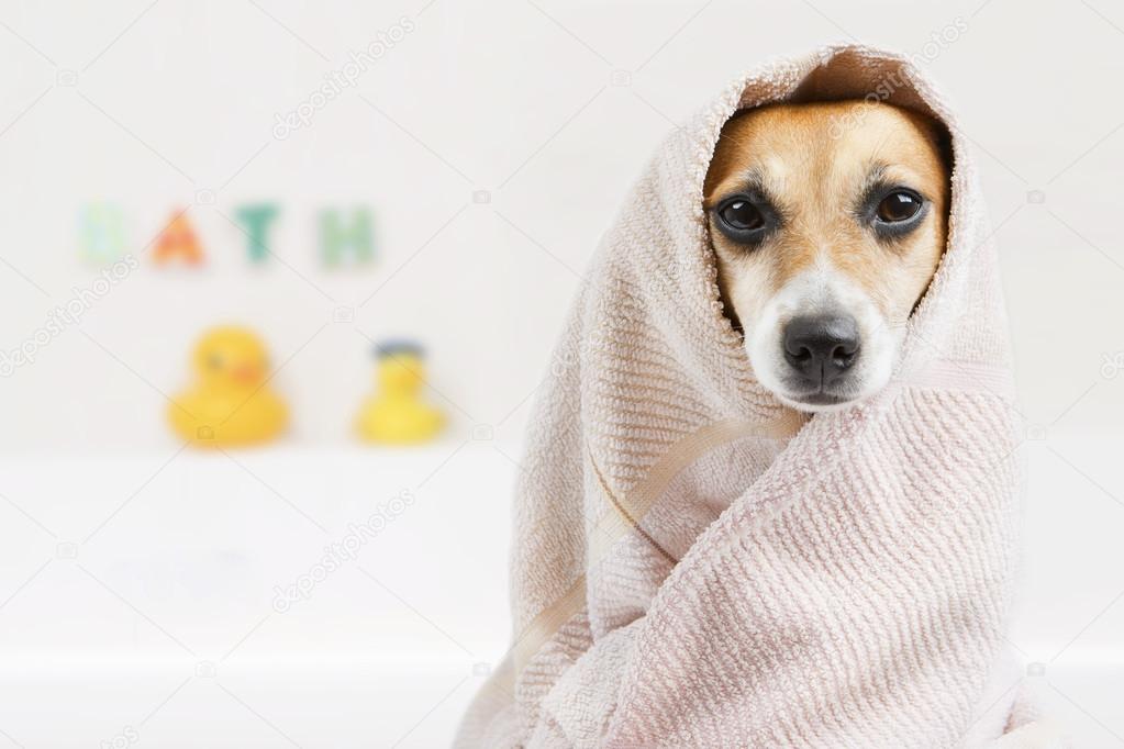 How To Bathe Jack Russell Terrier