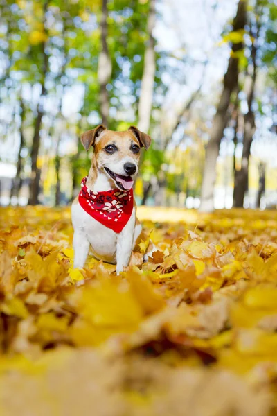 Jack russell Terriër — Stockfoto