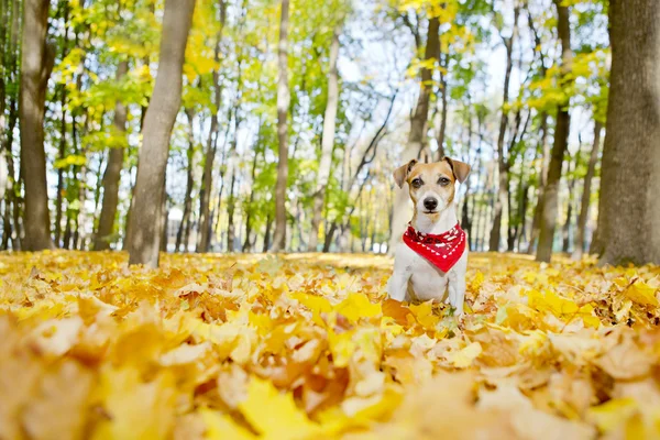 Jack Russell Terrier — Stok Foto