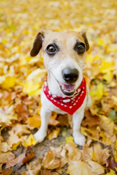 Jack Russell Terrier