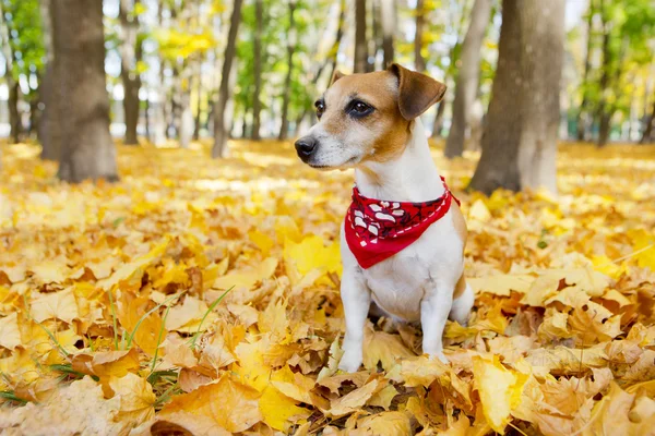Jack Russell Terrier - Stock-foto