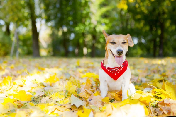 Jack Russell Terrier – stockfoto