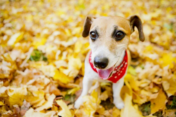 Jack Russell Terrier — Stok Foto