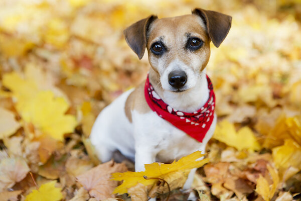 Jack Russell Terrier Royalty Free Stock Images