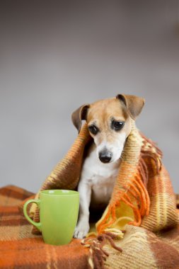 Parlak sıcak bir battaniye içinde evde beslenen hayvan Wrapped.
