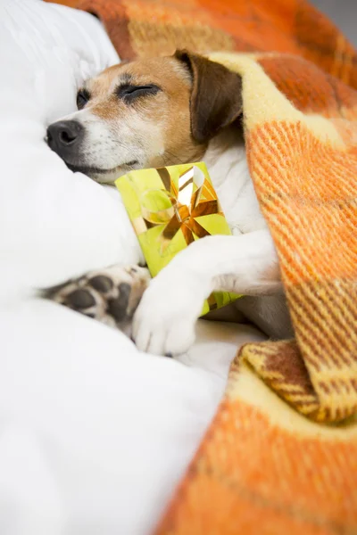 Sovande hund med nuvarande box gåva — Stockfoto