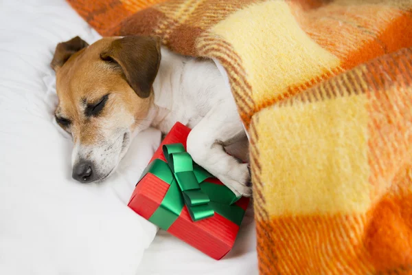 Present box gift with dog. — Stock Photo, Image