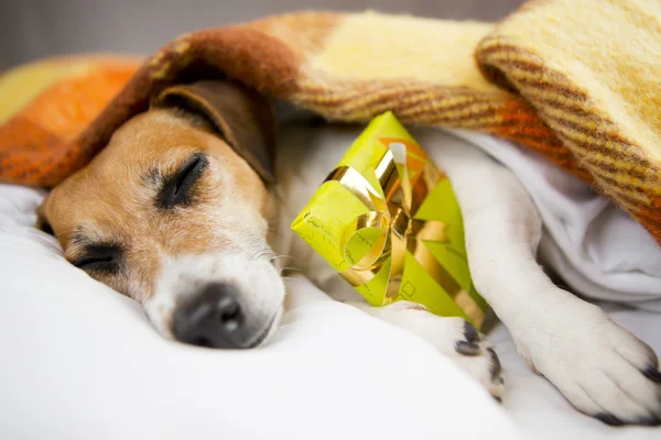 Schlafender Hund mit Geschenk-Box — Stockfoto