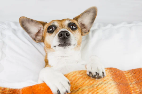 Verwirrter lustiger Hund unter einer Decke. — Stockfoto