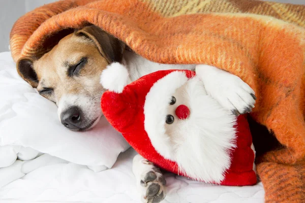 Счастливая расслабленная собака спит обнимая игрушку Санта-Клауса — стоковое фото
