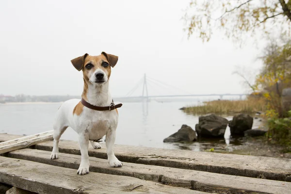 Kiev anjing berjalan — Stok Foto