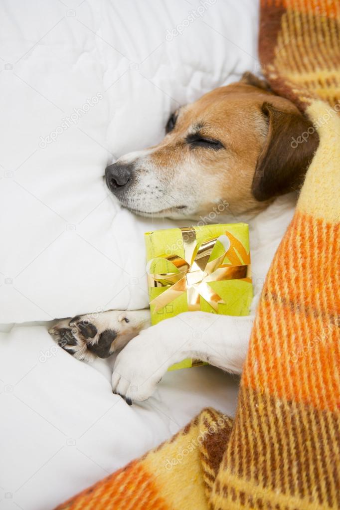 Sleeping dog with Present box gift