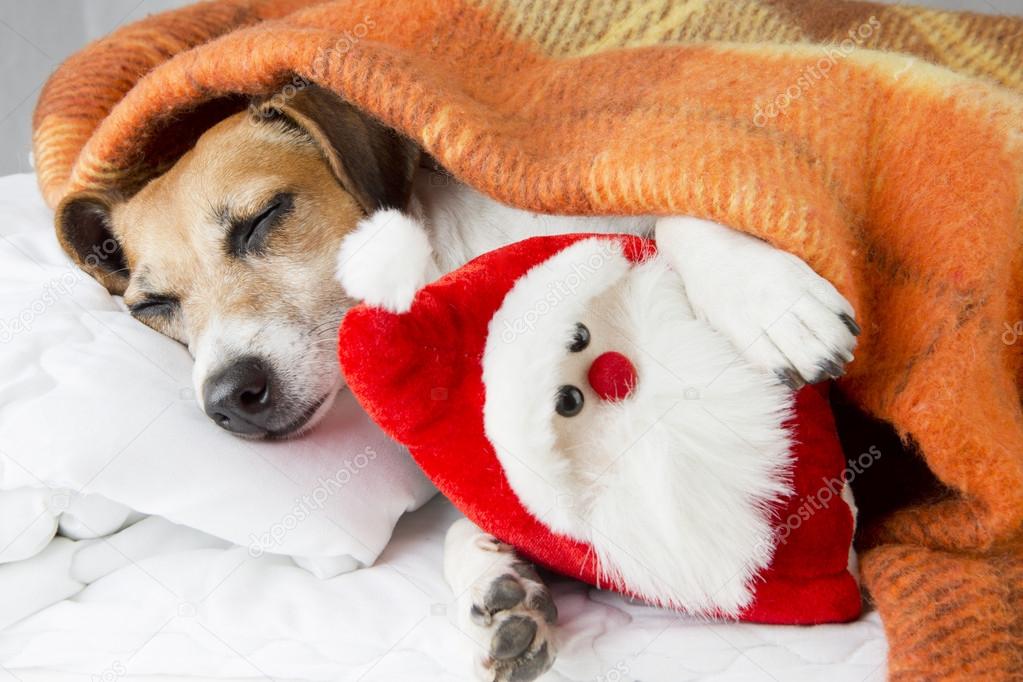 Happy relaxed dog sleeps hugging a toy Santa Claus
