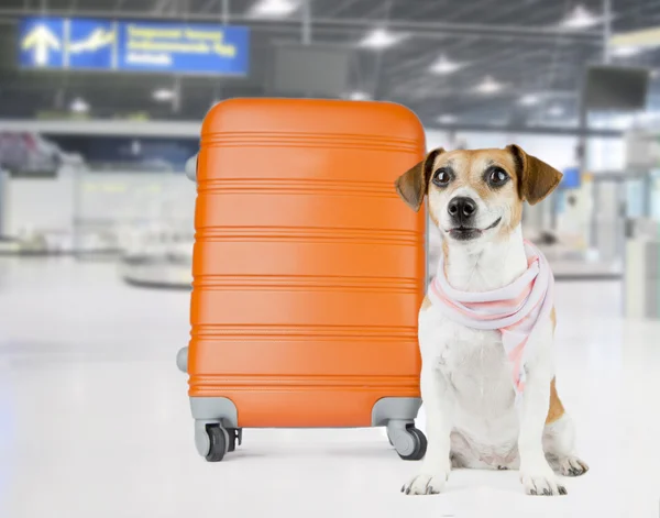 Port lotniczy pies — Zdjęcie stockowe