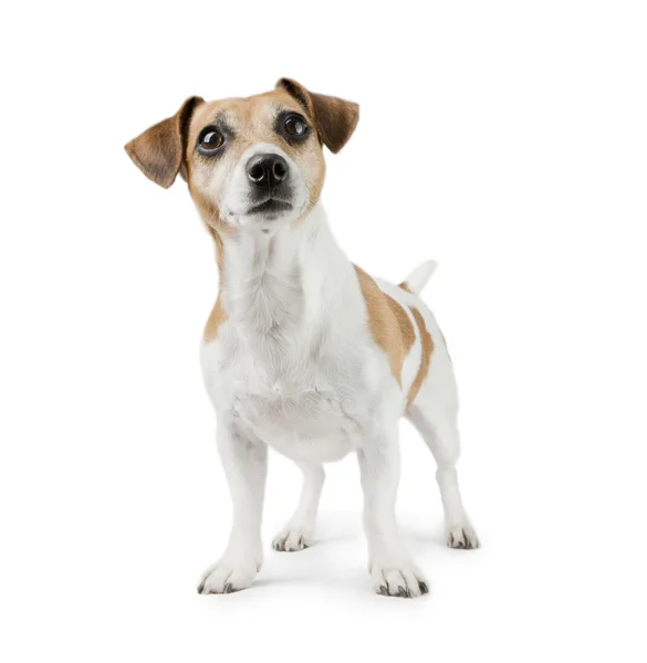 Dog Jack Russell Terrier em pleno crescimento — Fotografia de Stock