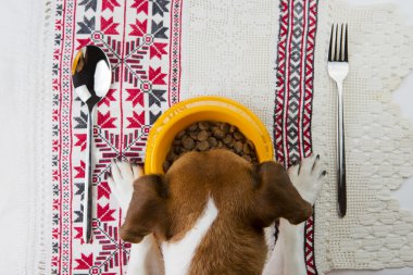 Tasty food for dogs. clipart