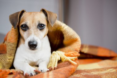 Bir battaniye rahat köpek altında sıcak tutmak