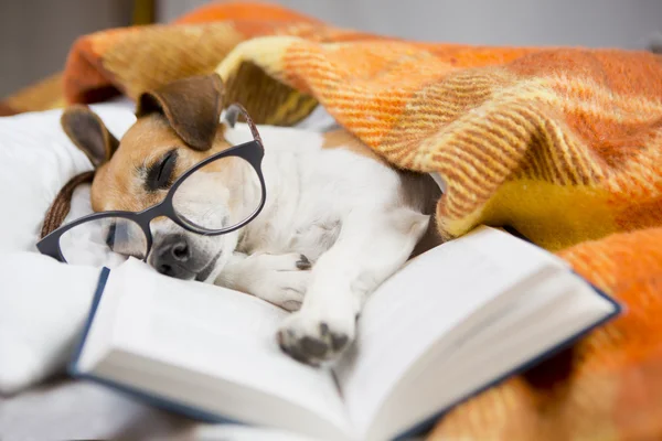 Soothing reading book — Stock Photo, Image