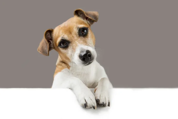 Cute dog — Stock Photo, Image