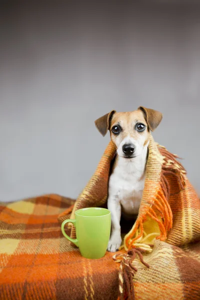Adorable dog Jack Russell terrier and cup of tea — Stock Photo, Image