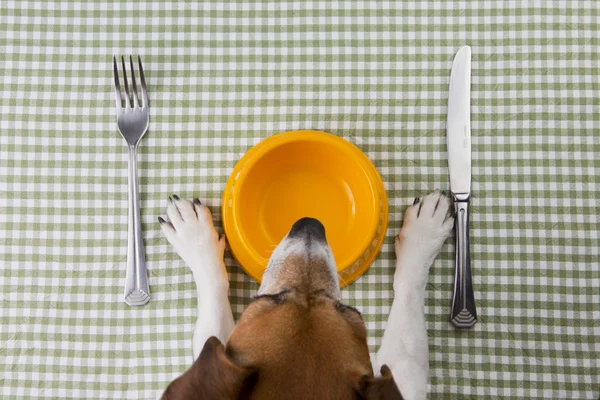 Dieta animal — Fotografia de Stock