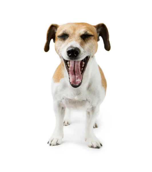 Screaming dog — Stock Photo, Image