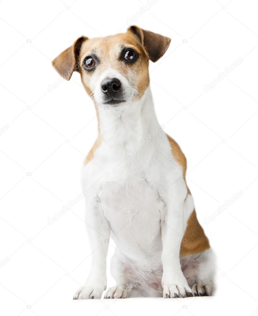 Adorable dog Jack Russell terrier