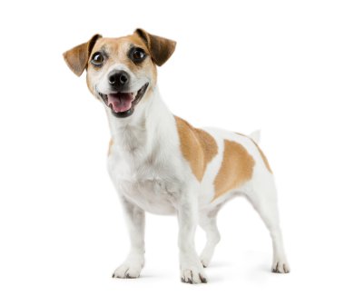 Tam uzunlukta Jack Russell Terrier köpek