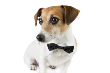 Evde beslenen hayvan şık giysileriyle