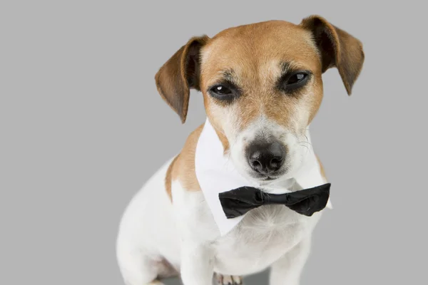 Mascotas ropa elegante — Foto de Stock