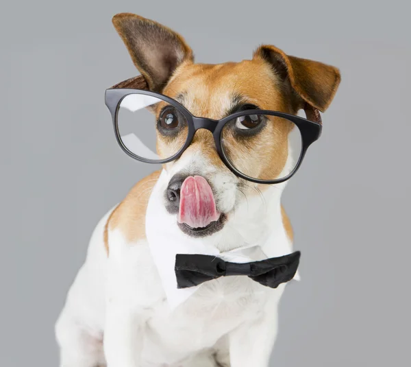 Mascota Cool con gafas — Foto de Stock