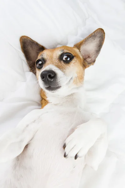 Sorrindo descansando cão deitado de costas — Fotografia de Stock