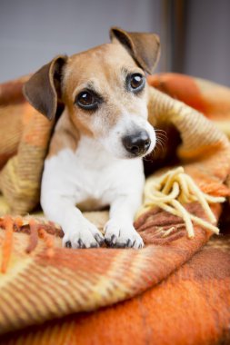 Rahatlama ve konfor köpek yavrusu
