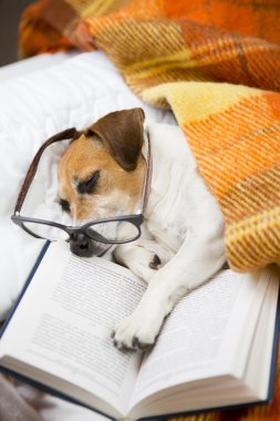 Küçük yorgun okuyucu