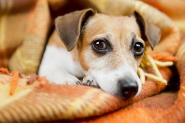 Rahatlama ve konfor köpek yavrusu