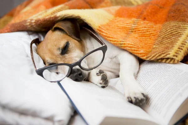 Pequeño lector cansado — Foto de Stock