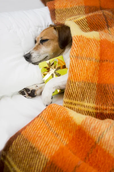 Lindo cachorro en anticipación de un regalo — Foto de Stock