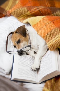 Küçük yorgun okuyucu