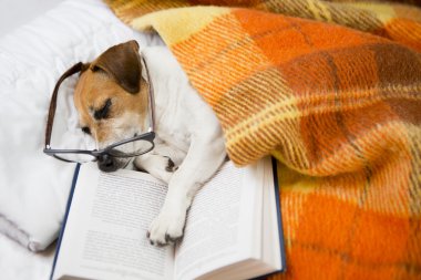 Küçük yorgun okuyucu