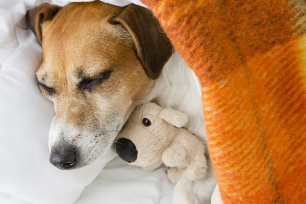 Süße Träume — Stockfoto