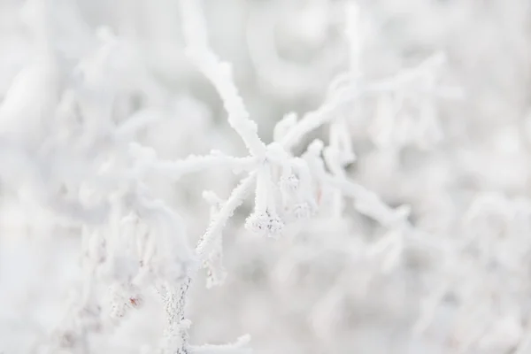 Pine branches covered rime frosty — Stock Photo, Image