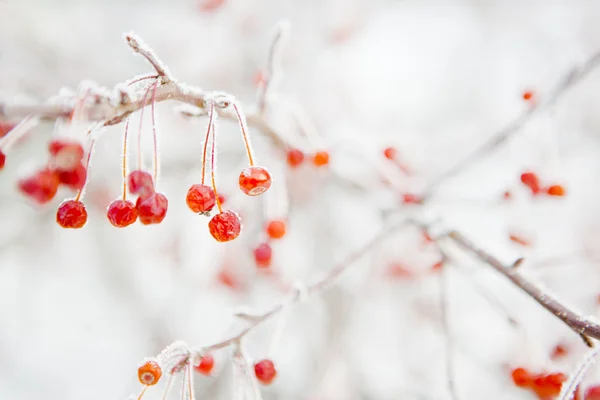 Branch with small frozen berries. — Stock Photo, Image